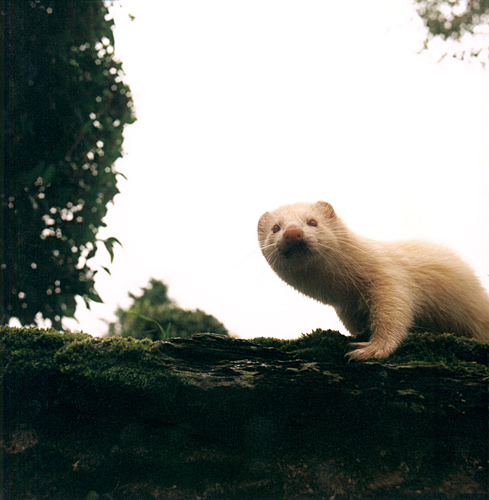 Ferret fanciers, Devon, Independent on Sunday Review