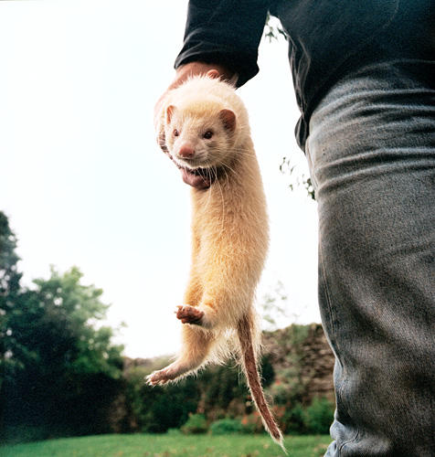 Ferret fanciers, Devon, Independent on Sunday Review - Getty ref: 3413-000026 
  - direct link on contact page