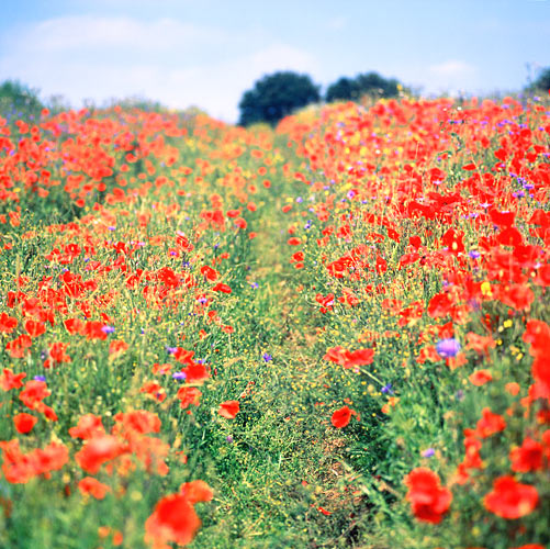 Poppy field, Suffolk, England - Getty ref: 200534785-001