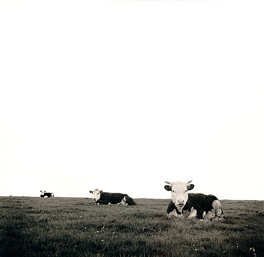 Cows in field, Solsbury Hill, England - Getty ref: 3413-000012 - direct link 
  on contact page