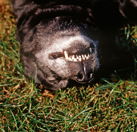 Labrador scratching back - Getty ref: 3413-000001 - direct link on contact 
  page