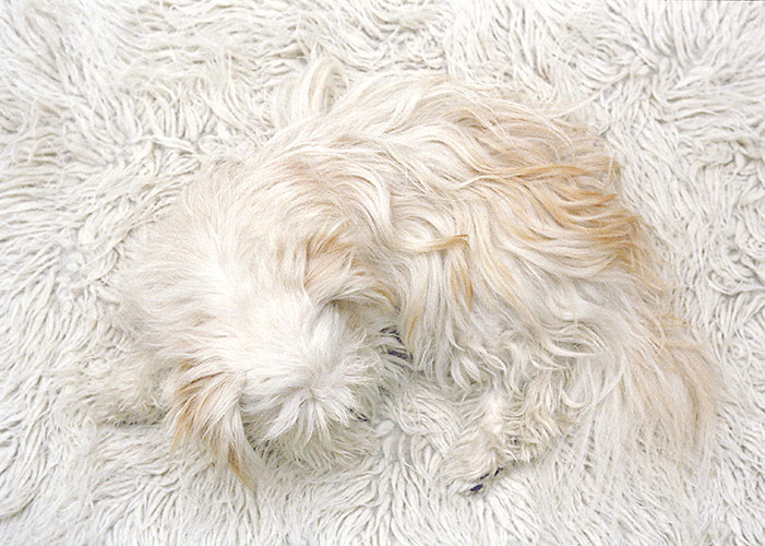 Woolly dog on woolly rug - Getty ref: 3413-000005 - direct link on contact 
  page