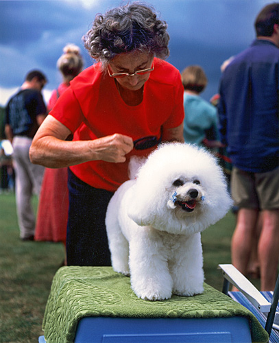 Poodle preening, Village Fair, Sussex, England