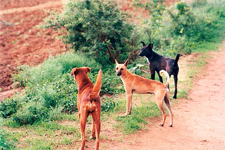 Dogs, Zimbabwe - Getty ref: 3413-000014 - direct link on contact page