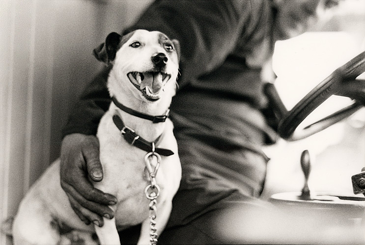 Jack Russell in tractor cab, Wiltshire, England - Getty ref: 3413-000002 
  - direct link on contact page