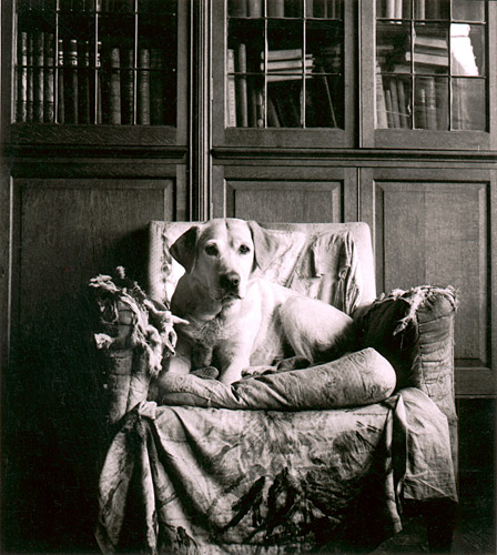 Dog on chair, Sussex, England