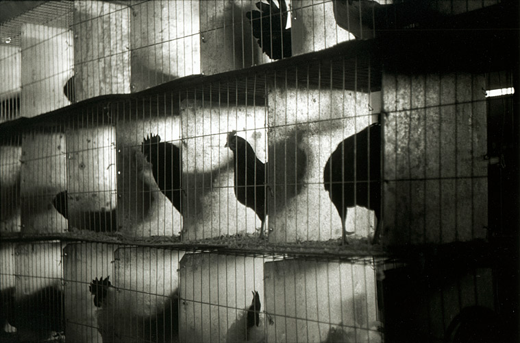 Chickens in cages, Ardingly Agricultural Show, Sussex, England - Getty ref: 
  3413-000009 - direct link on contact page